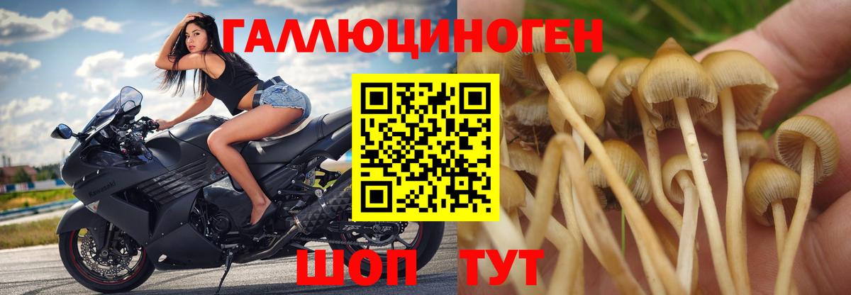 Псилоцибиновые грибы Cubensis Шарыпово